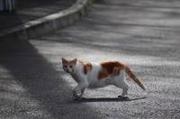 ANIMAL DETECTION-cat project thumbnail