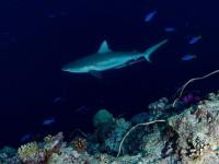 underwater objects project thumbnail
