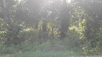 Oil Palm BSR Disease Detection project thumbnail
