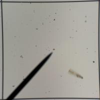 Lake Erie Phytoplankton project thumbnail
