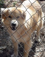 dog project thumbnail