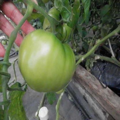 Tomato Ripped Image tomato ripped Object Detection Model by Sanket Singla