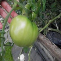 tomato ripped project thumbnail