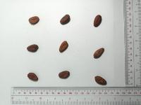 CACAO PROJECT project thumbnail