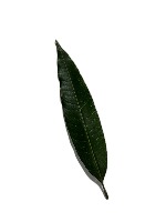 Mangoleaves project thumbnail