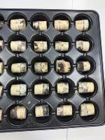 Detection and Localization of Cane Single-Budded within Seedling Trays ...