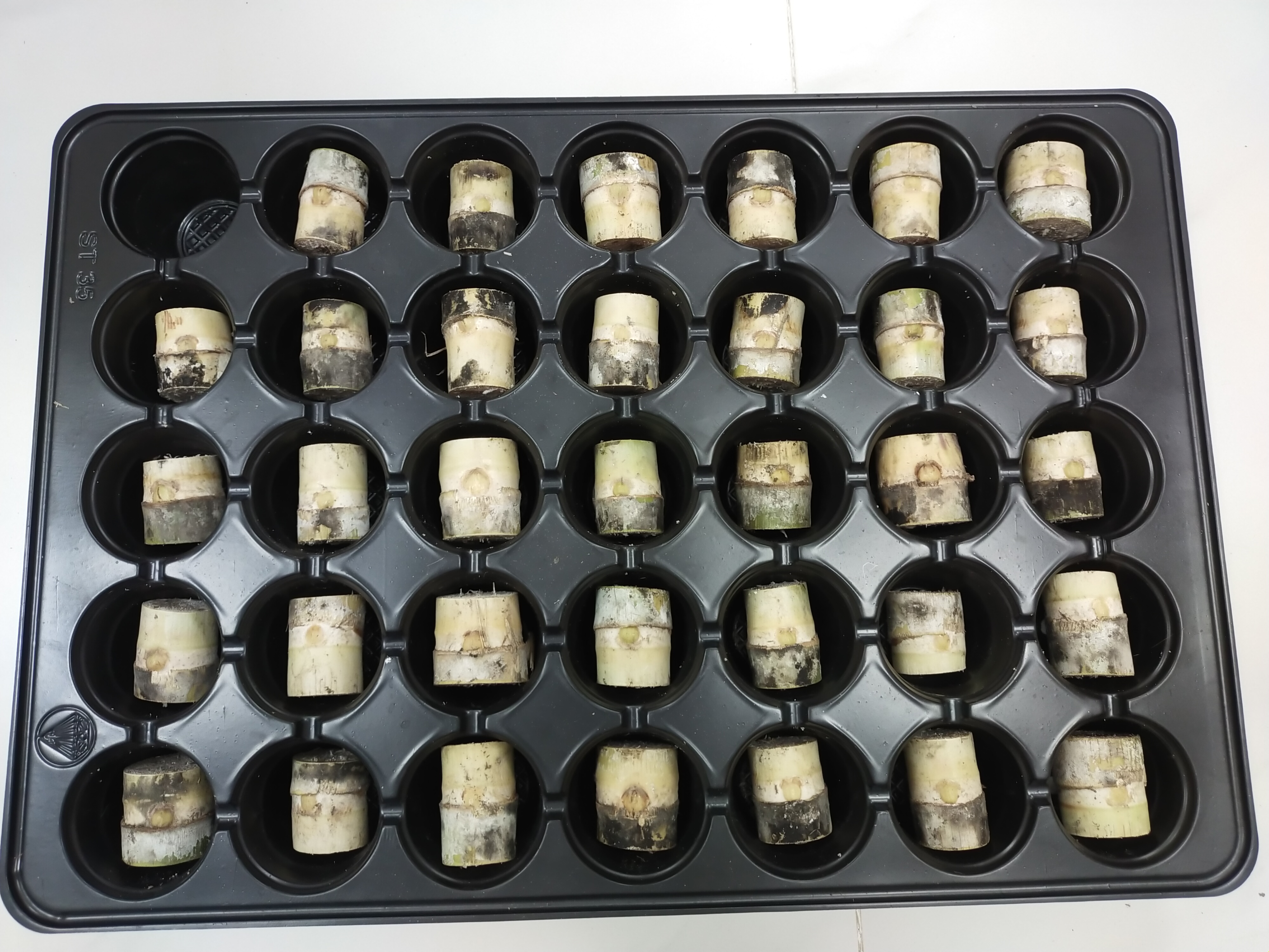 Detection and Localization of Cane Single-Budded within Seedling Trays ...