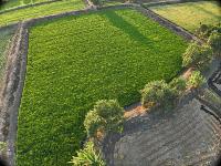 Deteksi sawah project thumbnail