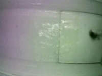 ikan_lele project thumbnail