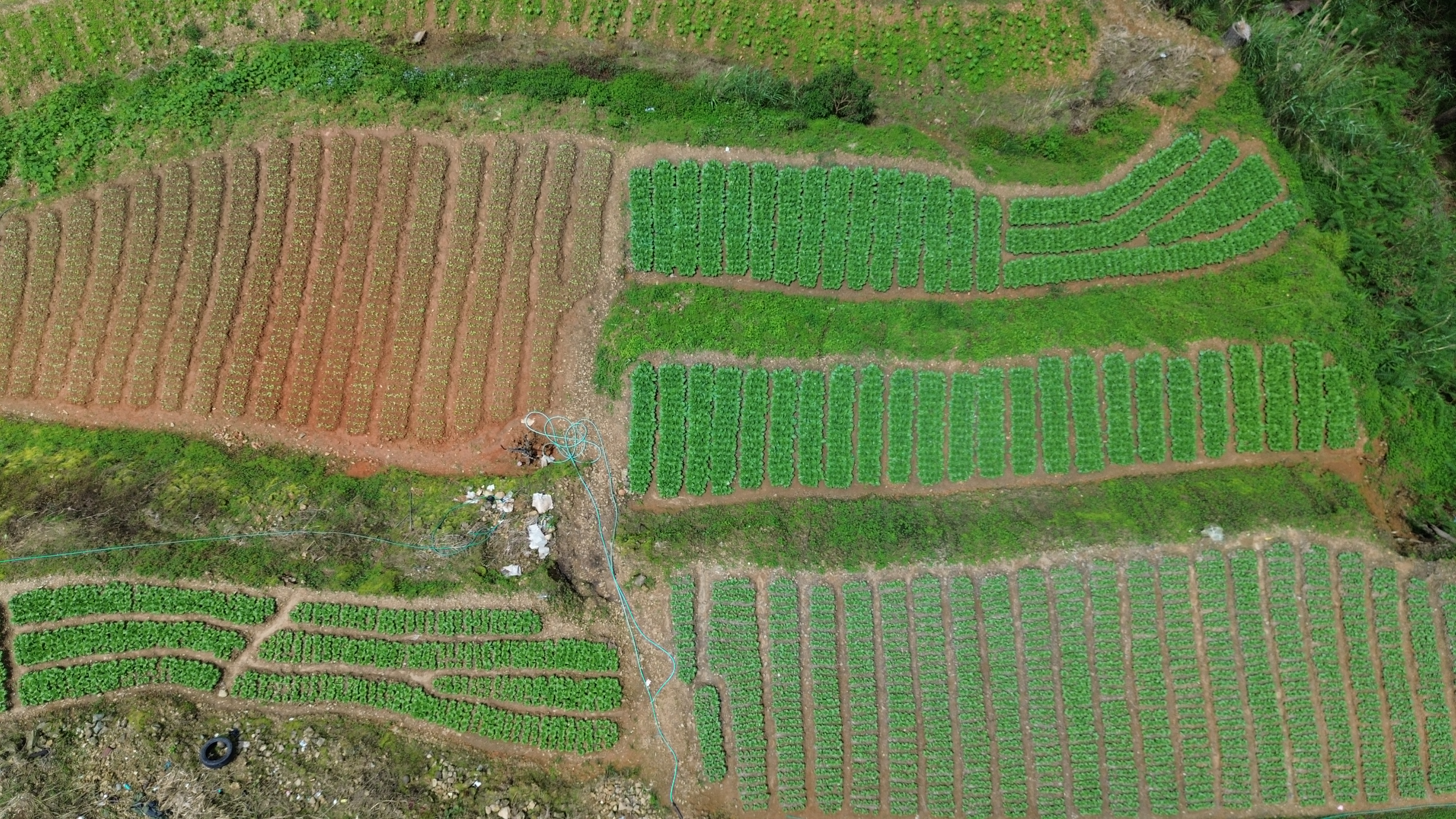 CROPS ROBOFLOW TRAINING Object Detection Model by dcsn