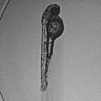 48_dpf_new_params_yolkext project thumbnail