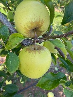 Apple detection segmentation project thumbnail