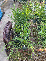 our-wheat project thumbnail