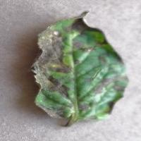 Find leaves project thumbnail