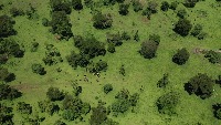 Cattle Detection with UAV Image project thumbnail