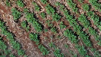 Weed Detection on SoyBean project thumbnail