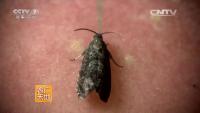 pest project thumbnail