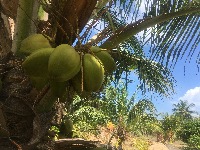 Coconut Dataset project thumbnail