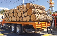 deforestation project thumbnail