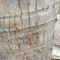 Cocos Nucifera Main Dataset v6 project thumbnail
