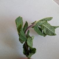 mint_branch_resize project thumbnail