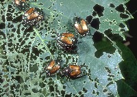 pest affected plantsss project thumbnail