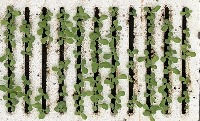 rafts-day-7-5-23-full-cropped 3x3 tiled project thumbnail