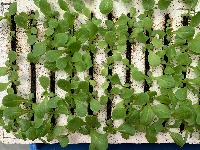 Rafts Day 11 5-27 project thumbnail