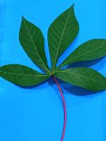 data daun singkong project thumbnail