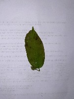 daun 3 project thumbnail