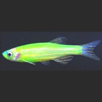 Fish Detection project thumbnail
