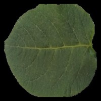 potato leaf project thumbnail