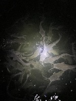 Catfish project thumbnail