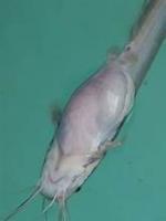 Catfish Dead Detection project thumbnail