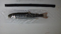 FIsh Measurement  project thumbnail
