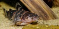Catfish Pregnancy Detection project thumbnail