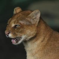usp animals project thumbnail