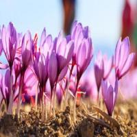 Flower project thumbnail