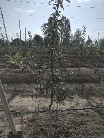 apple_trees project thumbnail