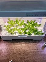 Lettuce-TipBurn-Detection project thumbnail