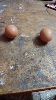 Egg product project thumbnail