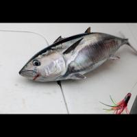 Tuna Fish Quality Detection project thumbnail