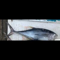 TUNA_FISH_QUALITY_DETECTION project thumbnail