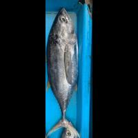 Tuna_Fish_Quality_Detection project thumbnail