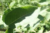 leaf Disease project thumbnail