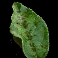 plant disease classification Classification Dataset by Amira