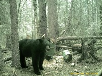 Animals project thumbnail