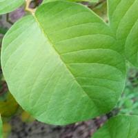 guava leaf project thumbnail