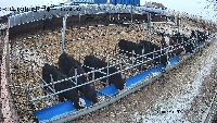 cow project thumbnail