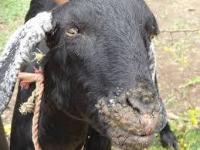 goat skin disease Object Detection Model by Kesters Workspace